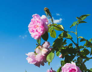 Rosa Damascena. Rose Valley Kazanlak. Stem with Rosa Damascena, Rose Damascus 