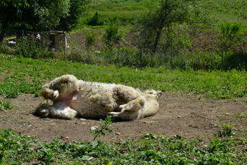 Naklejka na ściany i meble White alpaca playing and laying on the back on the ground on green grass background. Alpaca face and eye, eyelashes. Alpaca farm. Cute animals