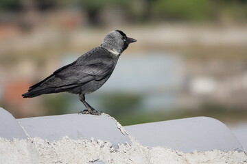 black and gray crow peeping on the roof