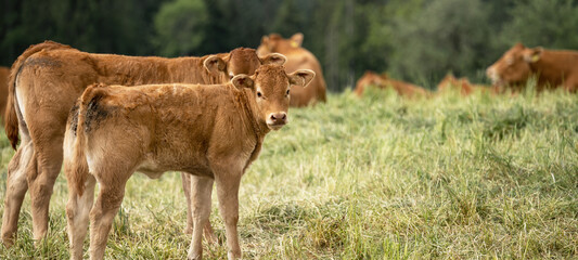 Animal background banner panorama - brown young baby cows standing with her herd on a green meadow