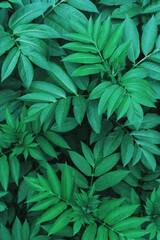 Naklejka na ściany i meble Dark green foliage of forest vegetation as a natural background.
