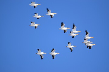 pelicans in flight