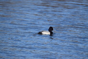 duck on the water