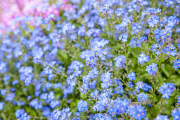 Fototapeta premium Forget-me-not flowers in field