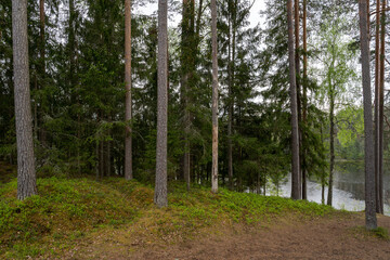 lake in the middle of the forest with very dark water and lots of pine trees along the lake shore