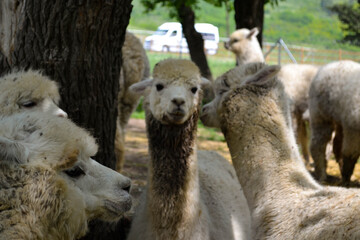 Obraz premium Herd of alpacas on a background of green grass. Alpaca face and eyes, eyelashes. Alpaca farm. Cute animals