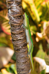 Side view of a bright green gold dust gecko clinging to a tree on maui.