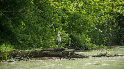 Grey heron (Ardea cinerea), Nature reserve, Carska bara, Serbia