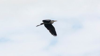 Grey heron (Ardea cinerea), Nature reserve, Carska bara, Serbia