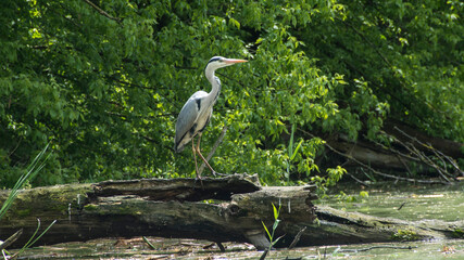 Grey heron (Ardea cinerea), Nature reserve, Carska bara, Serbia