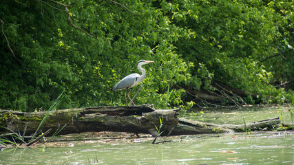Grey heron (Ardea cinerea), Nature reserve, Carska bara, Serbia