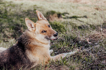 Dog or puppy lies on green grass, dog for a walk