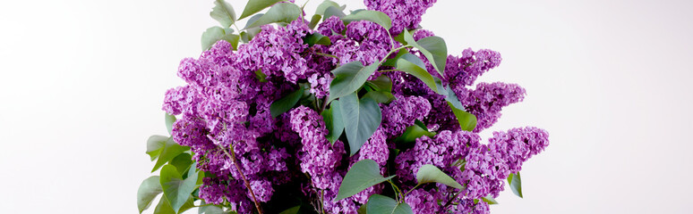 Panorama of a bouquet of purple lilacs. Isolated background.