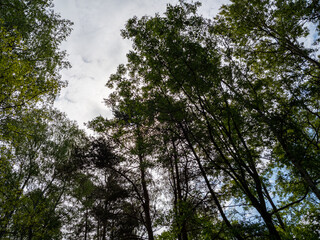 Treetops in the forest with blue sky