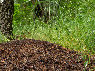 large anthill in the forest