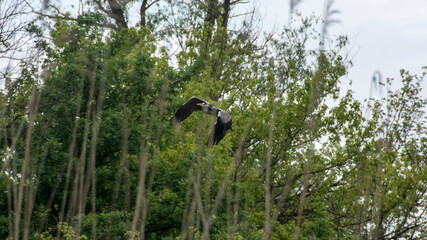 Grey heron (Ardea cinerea), Nature reserve, Carska bara, Serbia