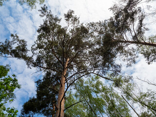 Treetops in the forest with blue sky
