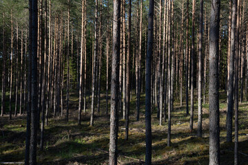 Obraz premium latvian pine forest with green dogs just after the rain
