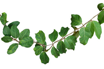 Green leaves jungle vines liana plant (Toxocarpus villosus) growing in wild native to China and Southeast Asia tropical forest isolated on white background, clipping path included.