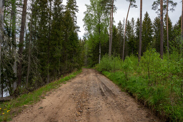 dirt road in latvian forest just after rain when trees and trees are wet and bright green