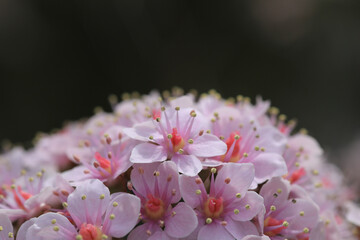 Schildblatt, Darmera, Blüte