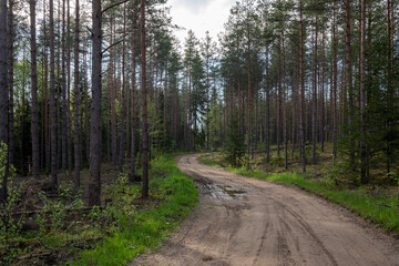 Fototapeta premium dirt road in latvian forest just after rain when trees and trees are wet and bright green