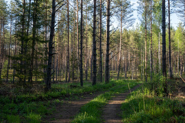 Obraz premium dirt road in latvian forest just after rain when trees and trees are wet and bright green