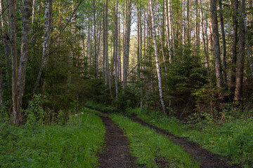 dirt road in latvian forest just after rain when trees and trees are wet and bright green