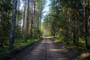 Fototapeta premium dirt road in latvian forest just after rain when trees and trees are wet and bright green