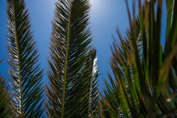 Palm branches in sunlight with blue sky on background. Close-up. Nature background.