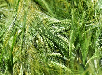 green wheat field