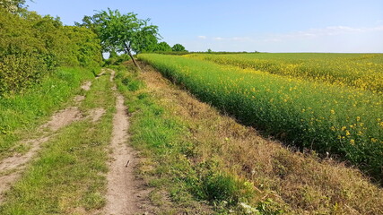 Dirt road surrounded by green fields. Landscape in Lower Silesia area. Beautiful spring in Poland.