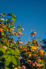 Lantana blossoms. Beautiful small yellow flowers on green bush. Summer nature. Blue sky.