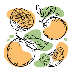 ORANGE Delicious Tropical Fruit Whole And Slices With Leaves For Design Of Organic Natural Products Shop And Dessert Drinks In Sketch Vector Illustration Set