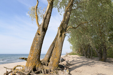 Fototapeta na wymiar Sandy beaches of the Curonian Spit