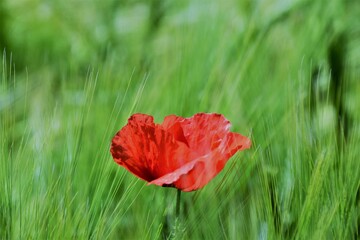 red poppy flower