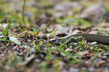 Slow worm (Anguis fragilis)