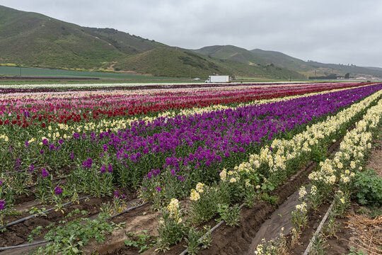 Lompoc, CA, USA - May 26, 2021: Lateral view on long field whereon lines of Bristish Stock flowers in different colors grow. Hills, a truck, and green fields on horizon.