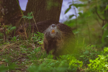 nutria in its natural environment
