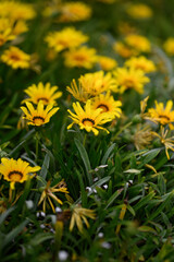 A group of yellow flowers in a field