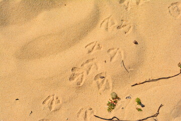Fine warm beach sand with Gull tracks and small plants on Michigan coastline.