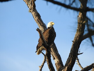 Bald eagles