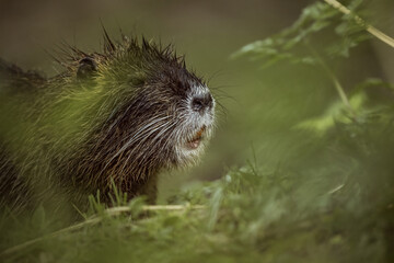 nutria in its natural environment