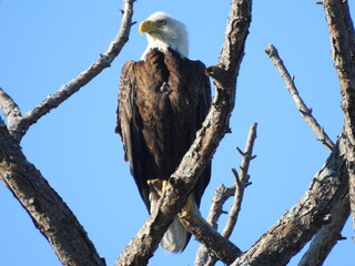 Bald eagles