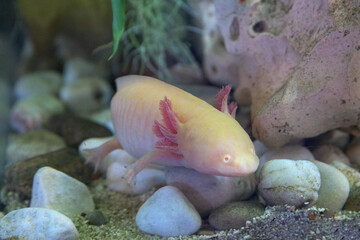 axolotl on the aquarium background