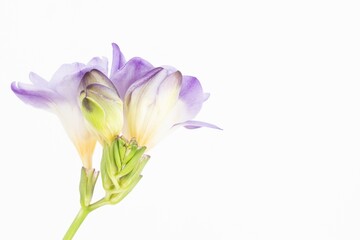 Naklejka na ściany i meble Close up blossom of beautiful light purple violet yellow freesia (Iridaceae, Ixioideae) flower with green buds on white background. Fresh fashion bright neon colors, modern trend in color combination.