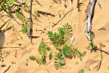 Small plants and twigs in sand on beach of Lake Michigan.