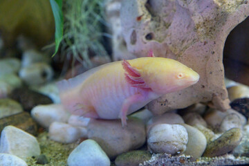 axolotl on the aquarium background