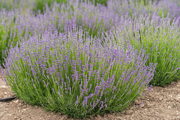 Lompoc, CA, USA - May 26, 2021: Closeup on Purple lavender blooming plant Brown dirt up front. More flowers faded in back.
