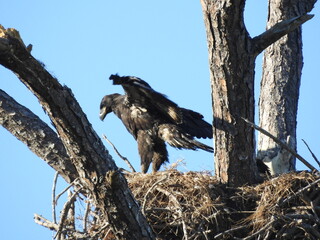 Bald eagles